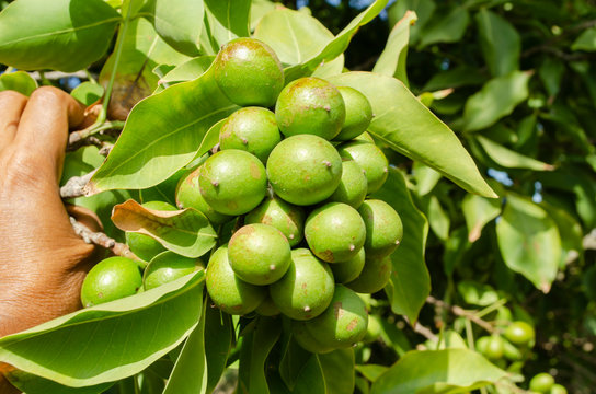 Farmers harvesting macadamia