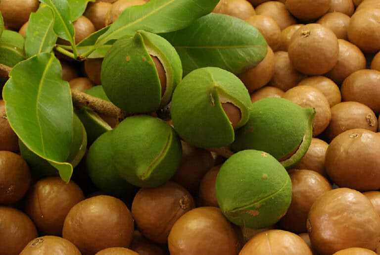 Green macadamia shells