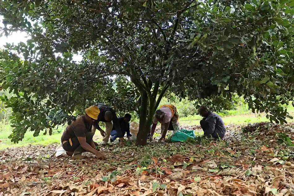 Community farmers harvesting macadamia