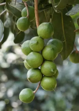 Sorted macadamia kernel styles from Meru Nuts