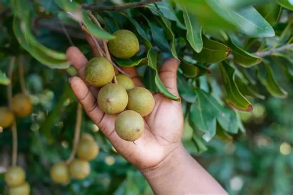 Lady harvesting macadamia from tree