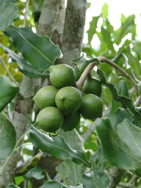 Green macadamia nuts growing on tree