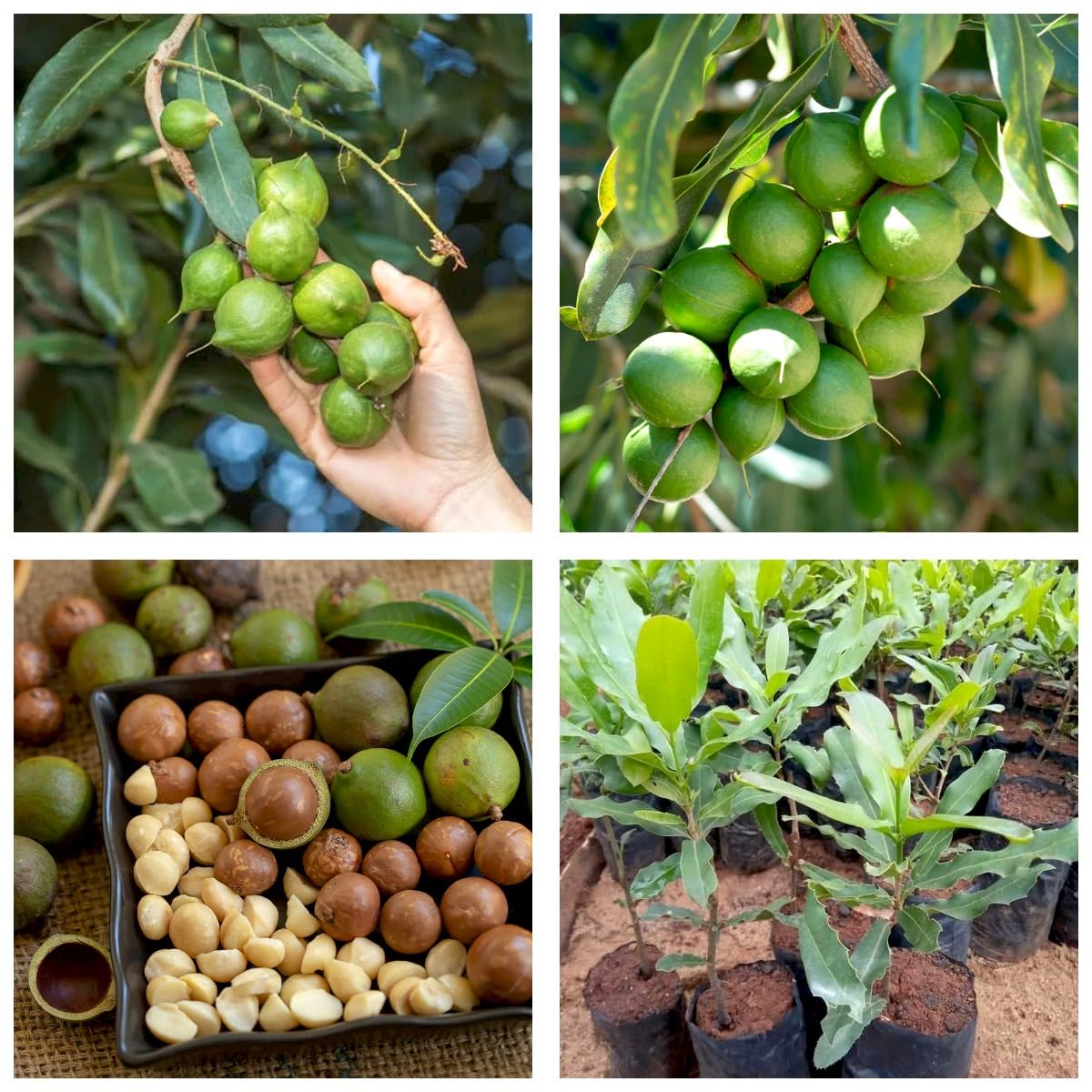 Macadamia nuts from harvest to seedling