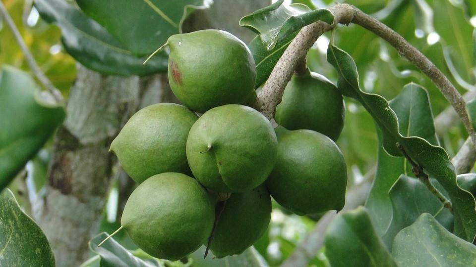 Meru Nuts FSSC 22000 certified processing facility